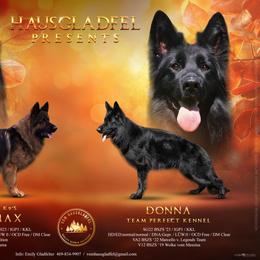 Leia Rose - Black female German Shepherd puppy in Nacogdoches, Texas from Vom Hausgladfel