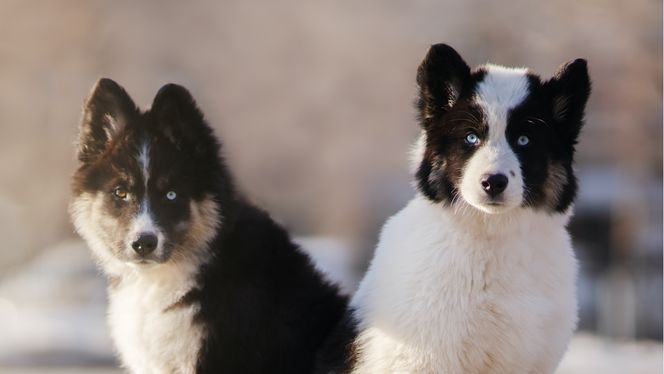 Yakutian Laika