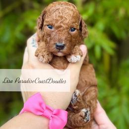 TOY Lisa - Red  female Goldendoodle puppy in Naples, Florida from Paradise Coast Doodles