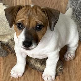 Tan and white girl - Tan and white female Jack Russell Terrier puppy in Williston, Florida from CP FARMS BORDER COLLIES N JACKS CORP
