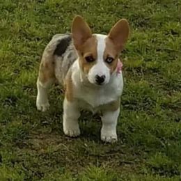 American Corgi and Pembroke Welsh Corgi Puppies from 101 Corgis