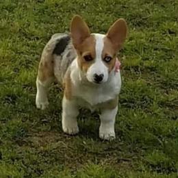 American Corgi and Pembroke Welsh Corgi Puppies from 101 Corgis