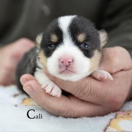 Cali - Black and tan female Pembroke Welsh Corgi puppy in Manchester, Kentucky from Riverside Corgis