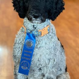 Aussiedoodles and Poodles from Double Down Doodles & Poodles