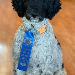 Aussiedoodles and Poodles from Double Down Doodles & Poodles