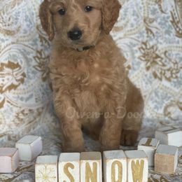 Goldendoodle Puppies from Owen-a-Doodle