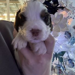 Black collar GRAPES - Liver white and tan male English Springer Spaniel puppy in Elma, Washington from McCartney Springer’s