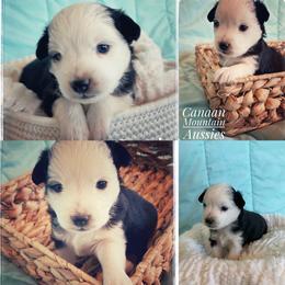 Toy Australian Shepherd Puppies from Canaan Mountain Aussies