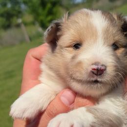 Lilly - Sable merle and white female Shetland Sheepdog puppy in Luray, Missouri from Krayola Shelties