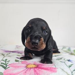 Black and tan male - Black and tan male Dachshund puppy in Belle Rive, Illinois from Akin's Miniature Dachshunds, LLC