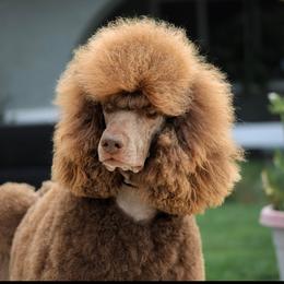 Stella - Poodle