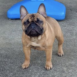 French Bulldogs from Kentucky Made French bulldogs