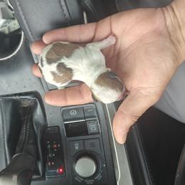 Ziggy - Chocolate and white female Chihuahua puppy in Gray, Louisiana from Chi Chi's Place LLC