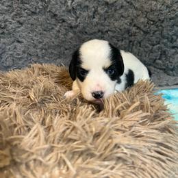 Lovey Girl 1 - Piebald female Dachshund puppy in Bigfork, Minnesota from Dachshunds Up North