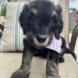 Boy 3 - Phantom Goldendoodle puppy in St. Lucie, Florida from A Doodle Life, LLC