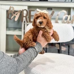 Burgundy collar girl - Red  female Goldendoodle puppy in Spokane, Washington from Dream Doodles in Spokane WA