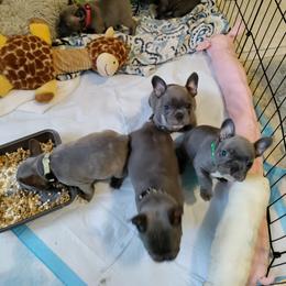 French Bulldog Puppies from Legends Frenchton's and French Bulldogs