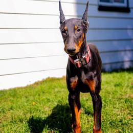 Eddy - Black and rust male Doberman Pinscher puppy in Redford, Michigan from Warsong Dobermann