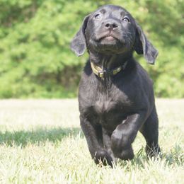 Labrador Retriever Puppies from Dry Pond Retrievers, LLC