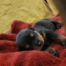 Rottweiler Puppies from Hauser's Kennel