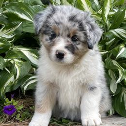 Chunky - Blue merle male Australian Shepherd puppy in Winslow, Maine from Cowboy Aussies