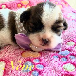 Neve - Gold and white female Shih Tzu puppy in Hemet, California from Aloha Shih Tzu