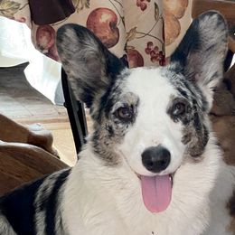 Misty - Cardigan Welsh Corgi