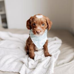 Pier - Red  male Goldendoodle puppy in Syracuse, Indiana from The Doodle Cove