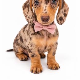 Stella - Dapple female Dachshund puppy in Illinois from William Rotsaert