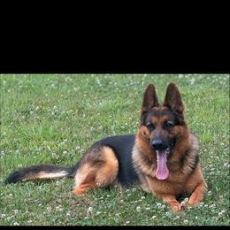 German Shepherd Puppies from AB_Elite_GSD