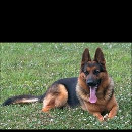 German Shepherd Puppies from AB_Elite_GSD