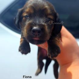 Fiona - Red female Dachshund puppy in Quitman, Mississippi from S-and-A Kennels