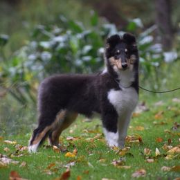 Wren - Black white and tan female Collie puppy in Danville, Pennsylvania from Brookwood Collies, Smooth & Rough