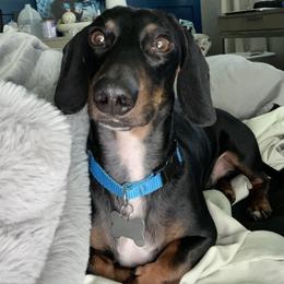Dachshund Puppies from Dachshund Dad