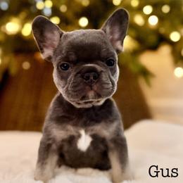 French Bulldog puppies from Willow Farm