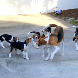 American Foxhound and American Staffordshire Terrier Puppies from Whitlow Kennel