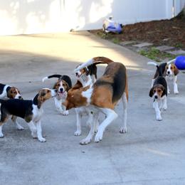 American Foxhound and American Staffordshire Terrier Puppies from Whitlow Kennel