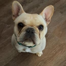 Puff - French Bulldog