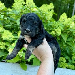Comet - Phantom male Bernedoodle puppy in Midland, Michigan from Northern Charm Farm