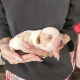 PUPPY 2 - Merle male Goldendoodle puppy in Saint Cloud, Florida from Rising Star Kennels