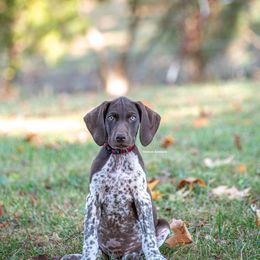 German Shorthaired Pointer and Vizsla Puppies from Nosam Kennels