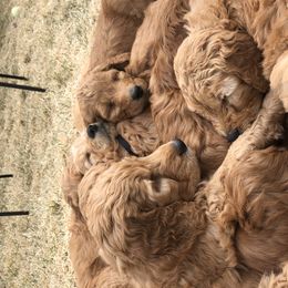 Goldendoodle Puppies from Amberdoodles