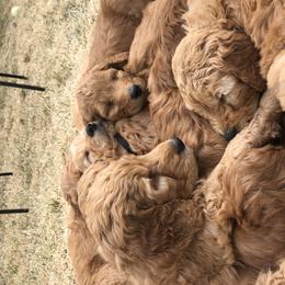 Goldendoodle Puppies from Amberdoodles