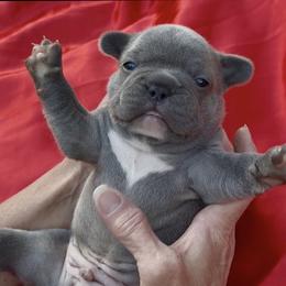 Blu - Blue male French Bulldog puppy in Pine Township, Pennsylvania from BlueCairo Frenchies