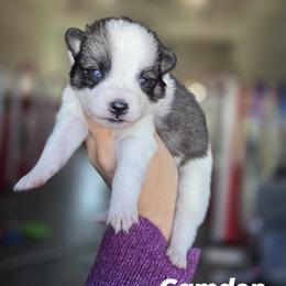 Camden - Wolf sable male Pomsky puppy in Mc Callsburg, Iowa from SZ Rolling Acres LLC