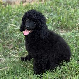 AKC Raven - Black female Poodle puppy in Baytown, Texas from Charlotte & Co. Miniature Poodles
