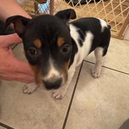 Sammy - White black and tan male Rat Terrier puppy in Spur, Texas from Adams Puppies