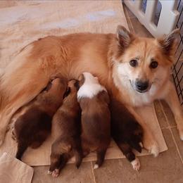 Icelandic Sheepdog puppies from Glacier Point Icelandics