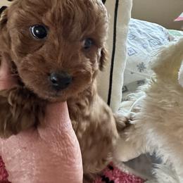 Poodle Puppies from Lucky Dog Poodles