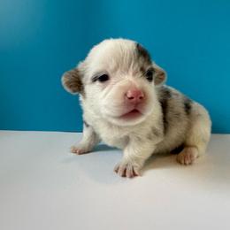 Wilder- (Blue Merle) - Blue merle and white male American Corgi puppy in Scottown, Ohio from Wyndy Ridge Corgis